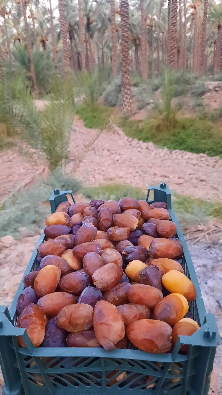رطب عسلی بوستانی